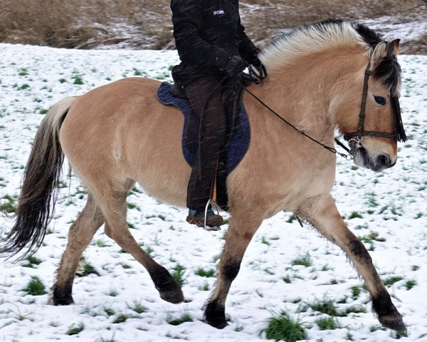 broodmare Brenka (Fjord Horse, 2005, from Kventin)