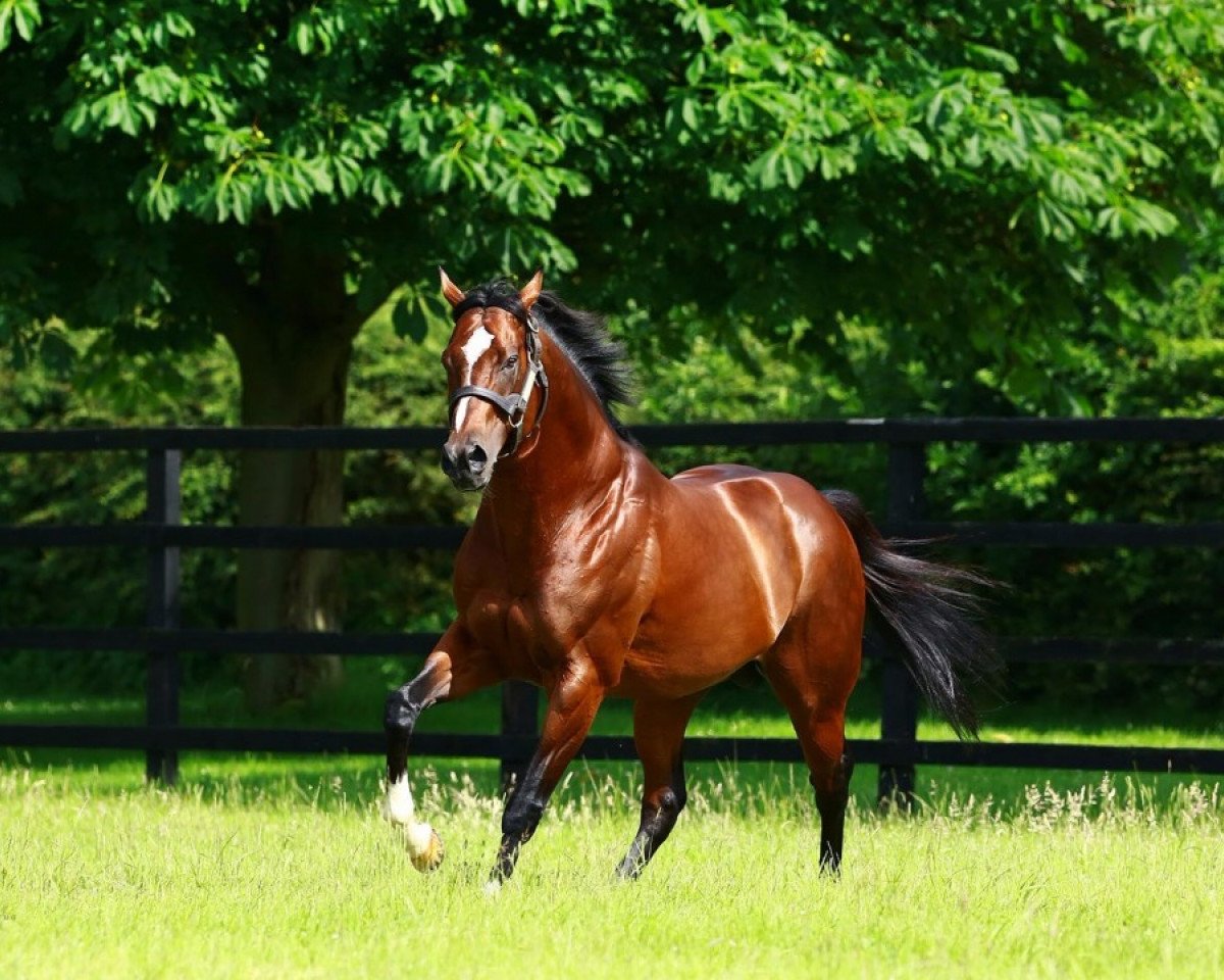 Deckhengst Toronado xx (Englisches Vollblut, 2010, von High Chaparral xx)