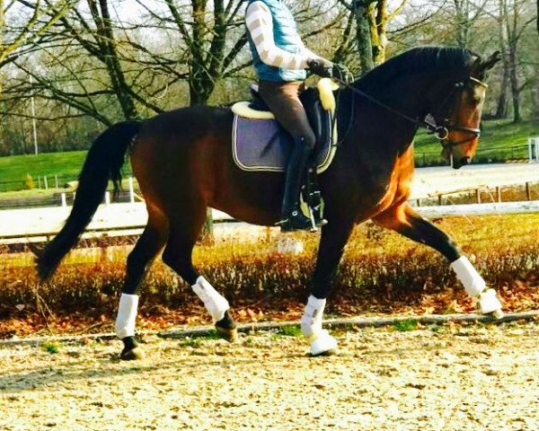 dressage horse Challenger 46 (Württemberger, 2008, from Ciacomo)
