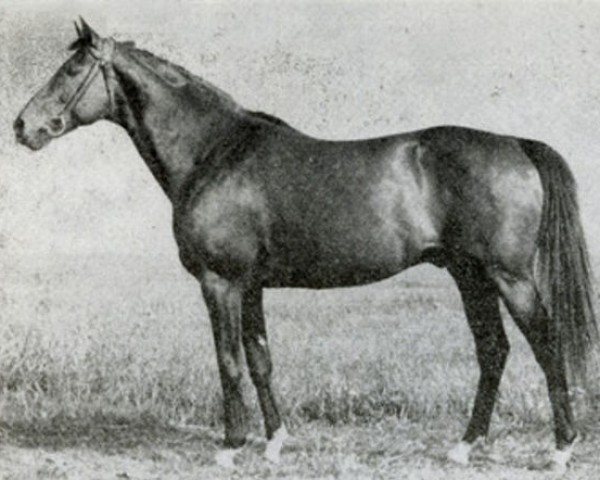 Stallion Szczecin xx (English Thoroughbred, 1946, from Tiberius xx)