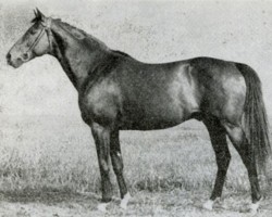 stallion Szczecin xx (Thoroughbred, 1946, from Tiberius xx)