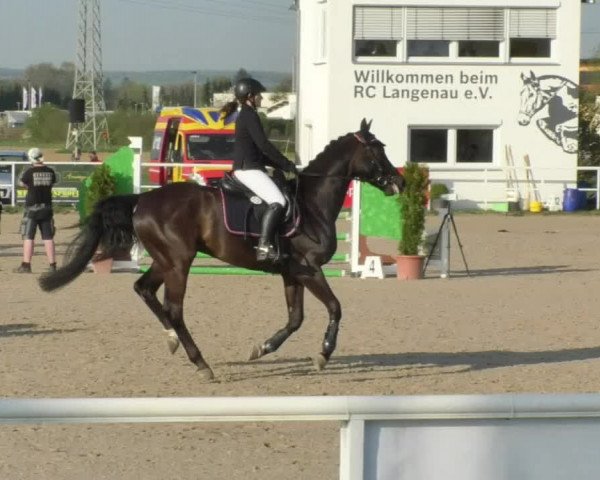 Reitturnier Langenau 2018
