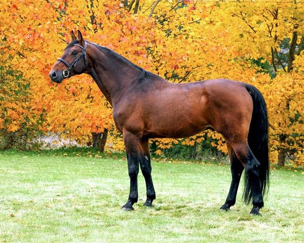 Pferd Stolpegårdens Castello (Holsteiner, 2000, von Carano)