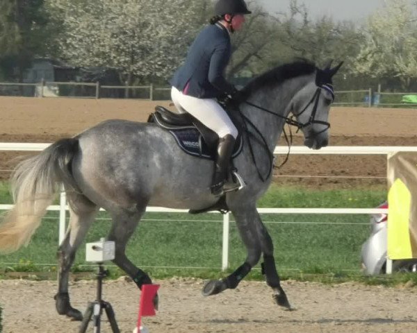 Reitturnier Langenau 2018