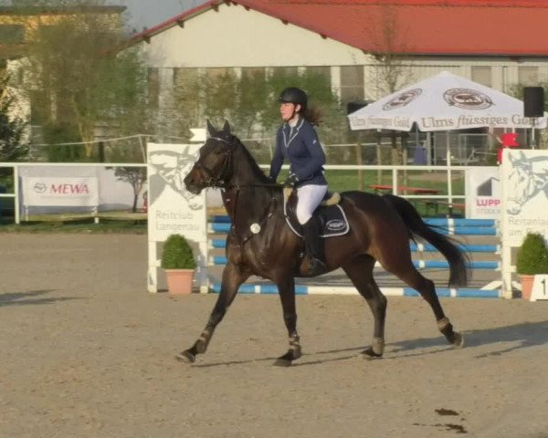 Reitturnier Langenau 2018