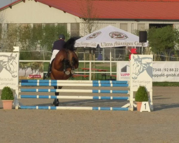 Reitturnier Langenau 2018