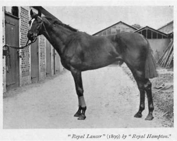 stallion Royal Lancer xx (Thoroughbred, 1899, from Royal Hampton xx)