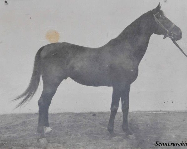 Deckhengst Gardist xx (Englisches Vollblut, 1916, von Gaga xx)