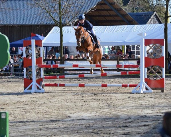 jumper Diva 528 (German Riding Pony, 2006, from Dreamcatcher) jumper Diva 528 (German Riding Pony, 2006, from Dreamcatcher)