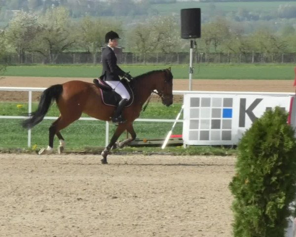Reitturnier Langenau 2018