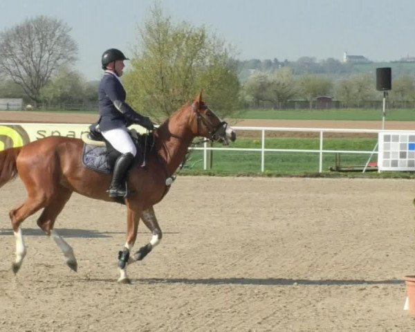 Reitturnier Langenau 2018