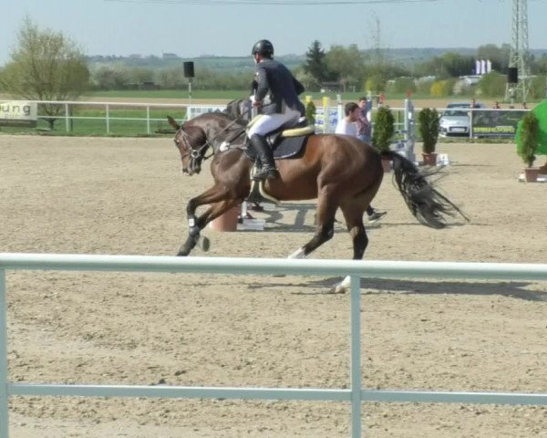 Reitturnier Langenau 2018