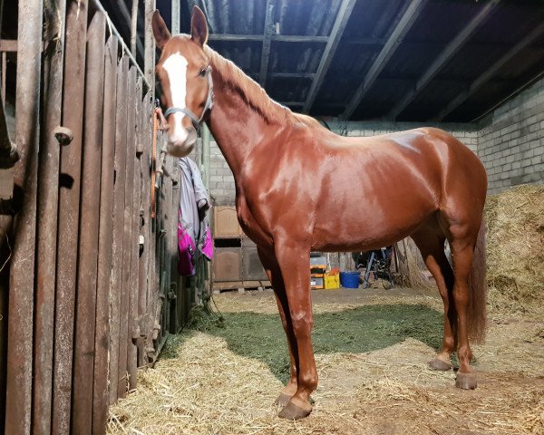 horse Edwina Royal (Hanoverian, 2011, from Edward 28) horse Edwina Royal (Hanoverian, 2011, from Edward 28)