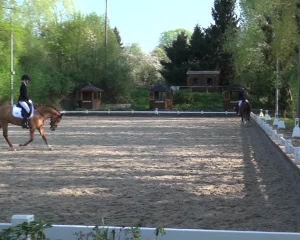 Reitturnier Mettmann - Reitanlage Löckenhoff 2018