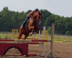 jumper Cubanito B (German Sport Horse, 2010, from Cheval de Coeur)