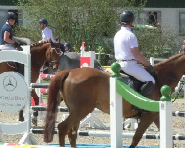 Reitturnier Langenau 2018