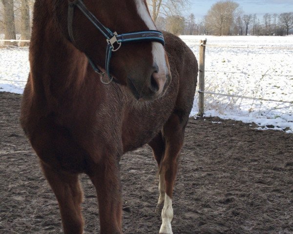 horse Brisco A (German Sport Horse, 2015, from Belantis)