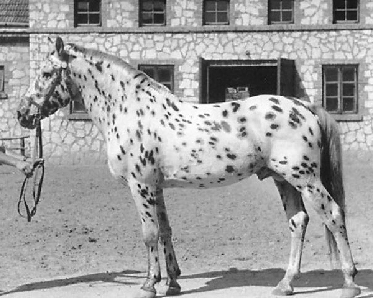 Deckhengst Tiger (Appaloosa, 1944)