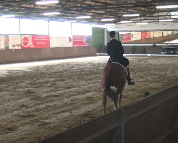 Reitturnier Jüchen-Waat 2018