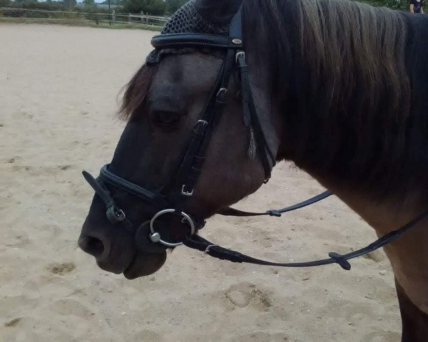 Cavallo da Dressage Charly (Dülmener, 1996)