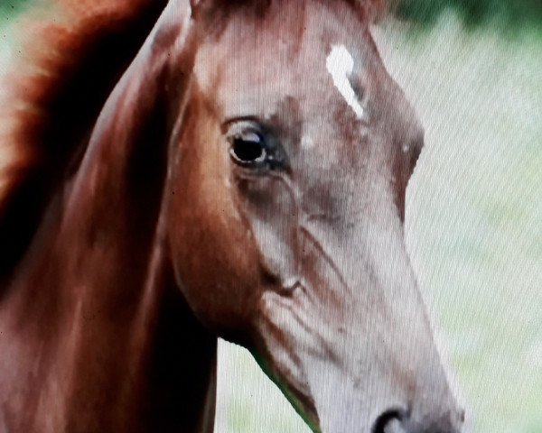 horse Candle Light (Westphalian, 2017, from Carridam)