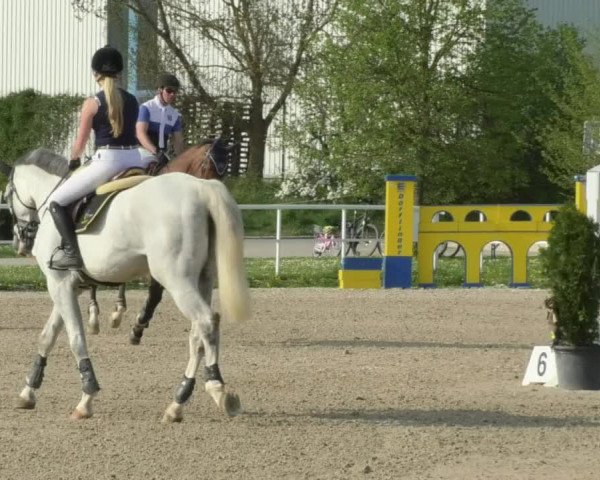 Reitturnier Langenau 2018