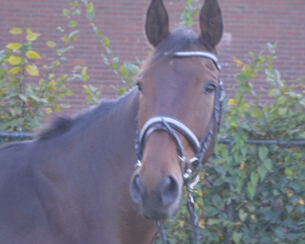 Pferd Issie van Rossemhof (Belgisches Warmblut, 2008, von Quadrillo)