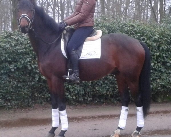 horse Caspello M (Trakehner, 2012, from Oliver Twist)