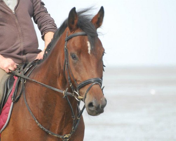 horse Zunder (Westphalian, 2005, from Zorro T)