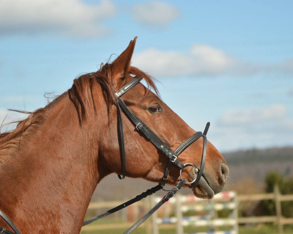 broodmare Hey Honey (Hanoverian, 2005, from High Spirits)