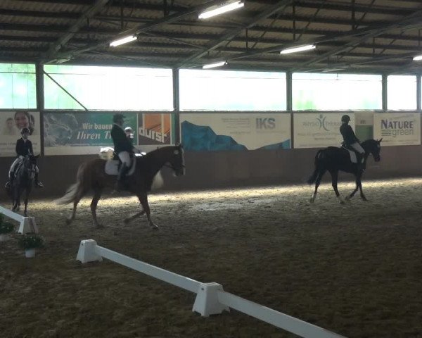 Reitturnier Jüchen-Waat 2018