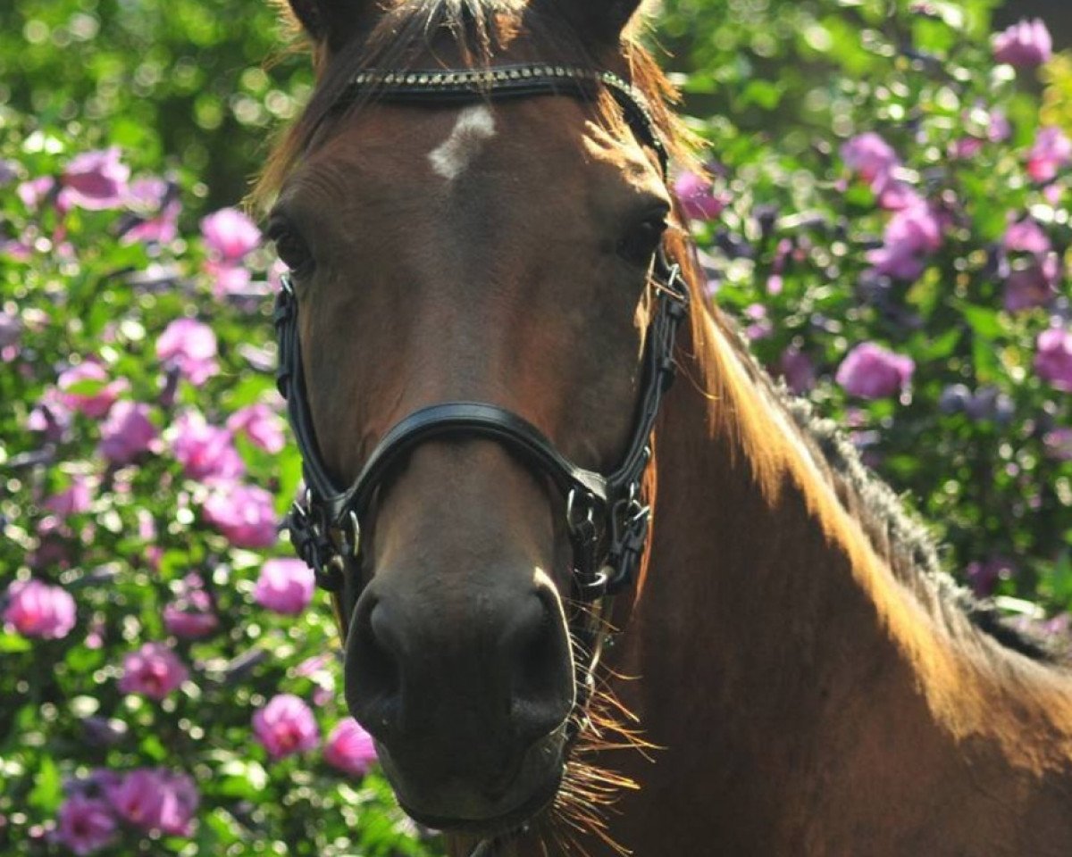 horse Dolle Deern 9 (Bavarian, 2008, from Donnerhall)
