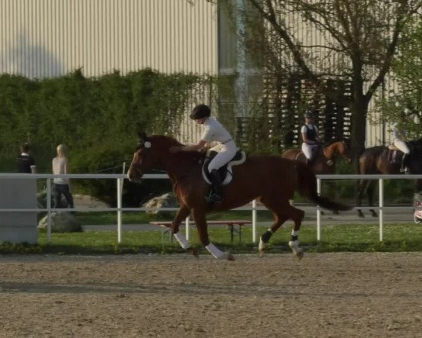 Reitturnier Langenau 2018