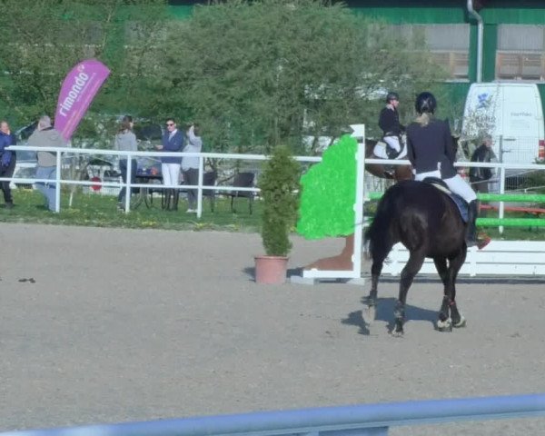 Reitturnier Langenau 2018