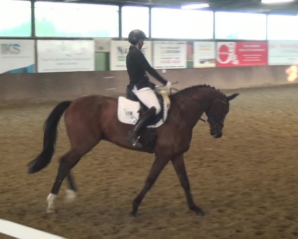 Reitturnier Jüchen-Waat 2018