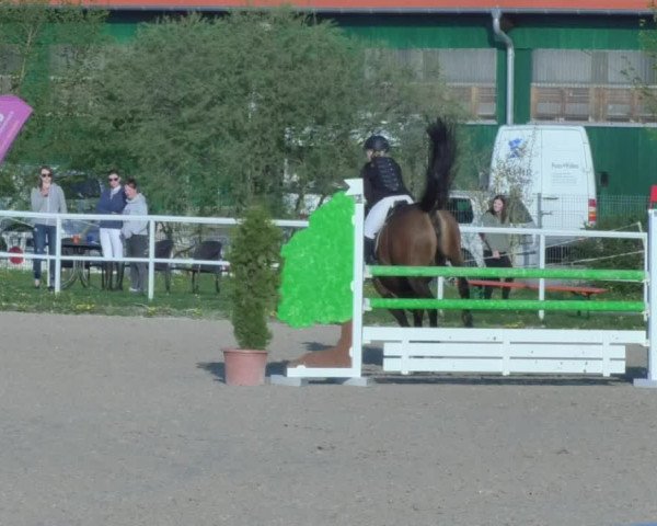 Reitturnier Langenau 2018