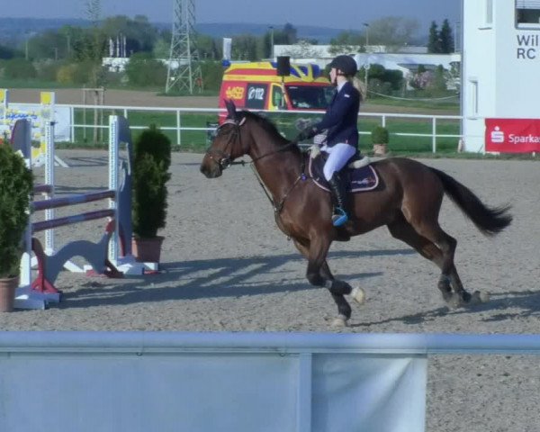 Reitturnier Langenau 2018