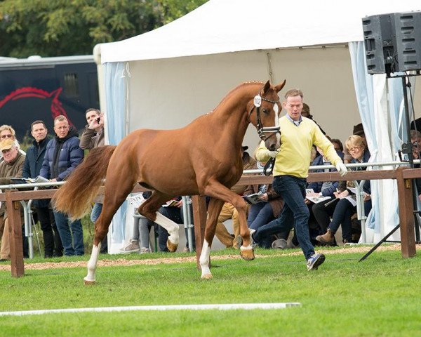 Deckhengst Surealo (Hannoveraner, 2015, von Scuderia)