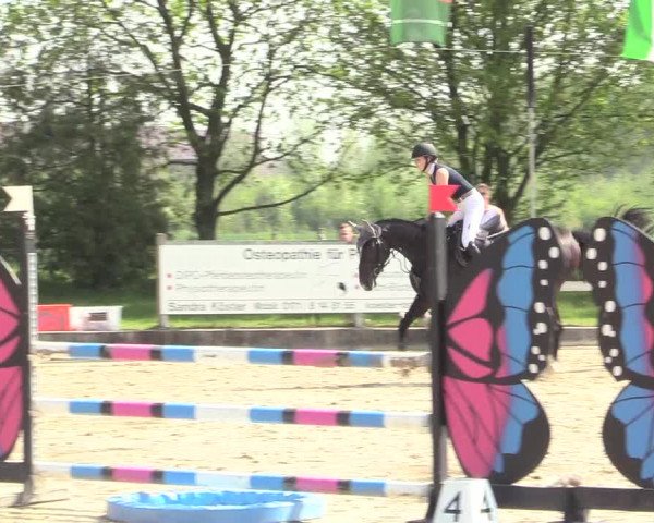 Reitturnier Nienberge 2018