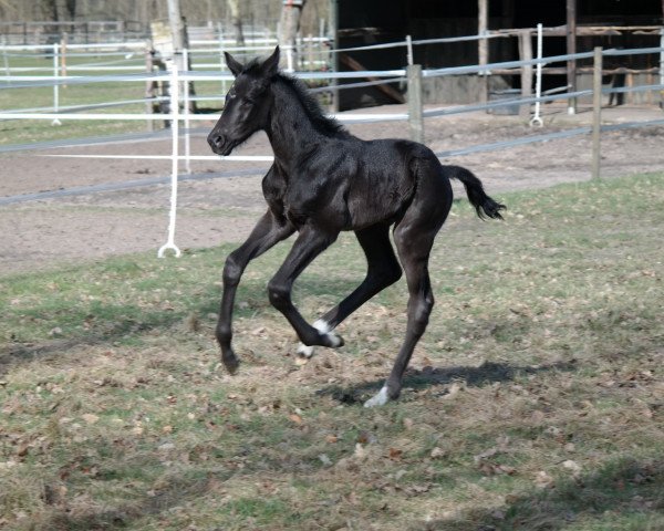 dressage horse Forever J. (Westphalian, 2017, from Fürst Jazz)