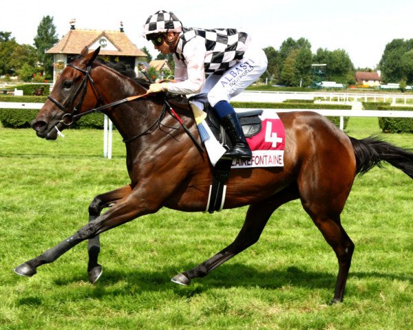 horse Via Firenze xx (Thoroughbred, 2013, from Dansili xx)