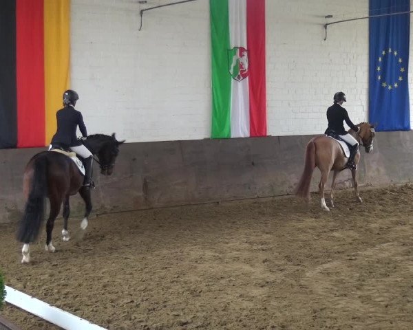 Reitturnier Jüchen-Waat 2018