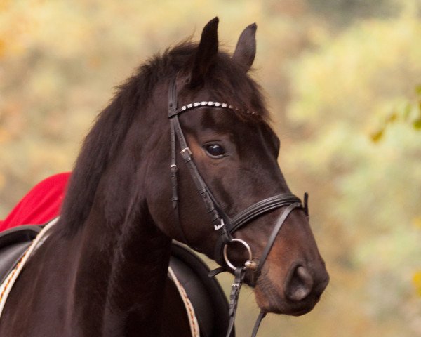 dressage horse Dante's Peak 19 (Oldenburg, 2009, from Danone 4) dressage horse Dante's Peak 19 (Oldenburg, 2009, from Danone 4)
