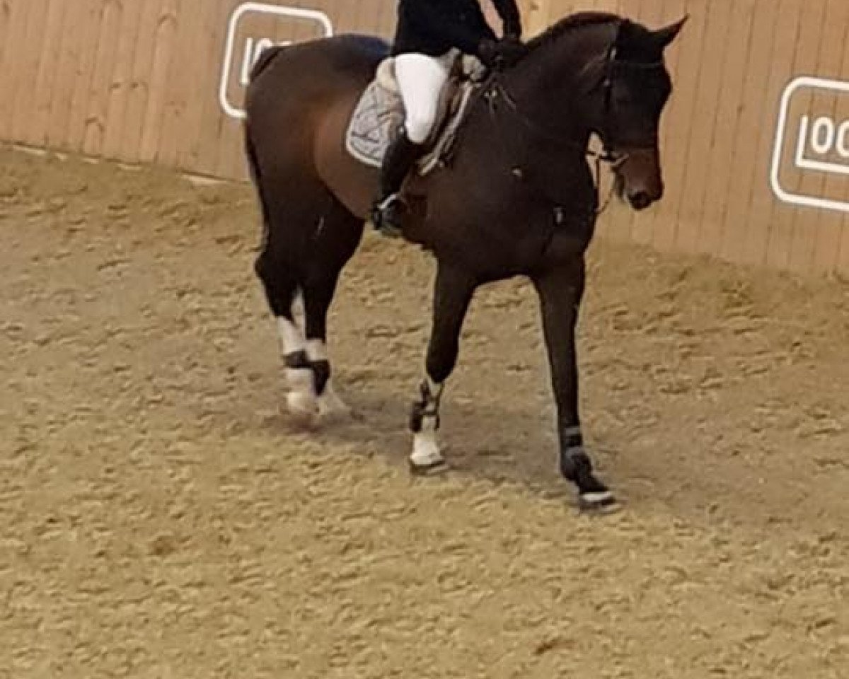 Deckhengst Sterrehof's Great Blue (KWPN (Niederländisches Warmblut), 2011, von Plot Blue)