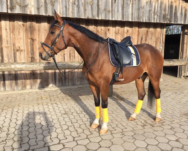 jumper Lümmel 66 (Hanoverian, 2010, from Labiat)