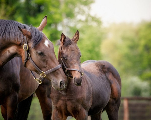 horse Qous xx (Thoroughbred, 2017, from Dubawi xx)