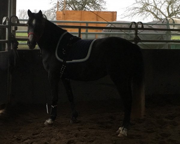 Pferd Carolynah N (Deutsches Reitpony, 2015, von Cocktailzauber)