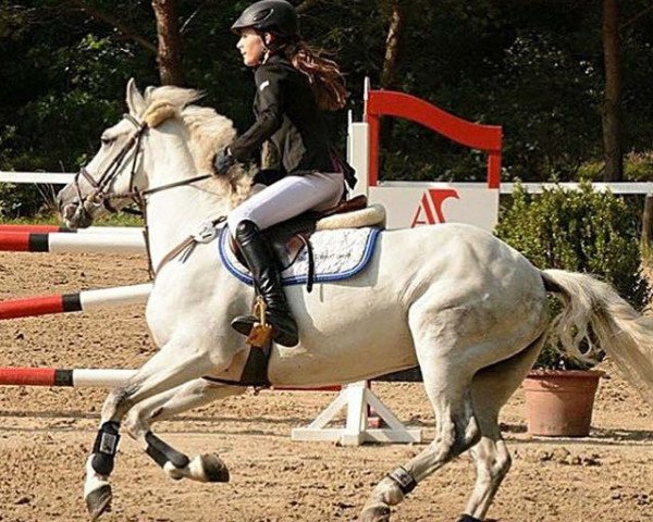 jumper Cinderella 580 (German Riding Pony, 2001, from Poldy)