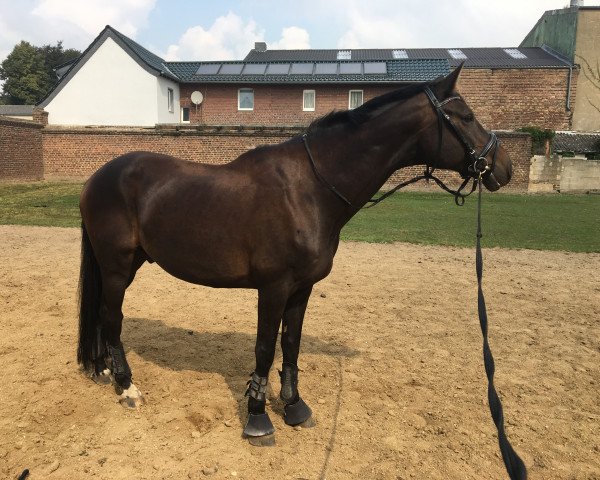 Pferd Last Cocktail (Rheinländer, 2006, von Lorgos GL)