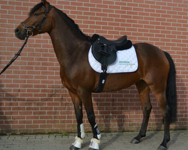 jumper Chloe 27 (German Riding Pony, 2009, from Clooney AT)